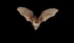 Bats