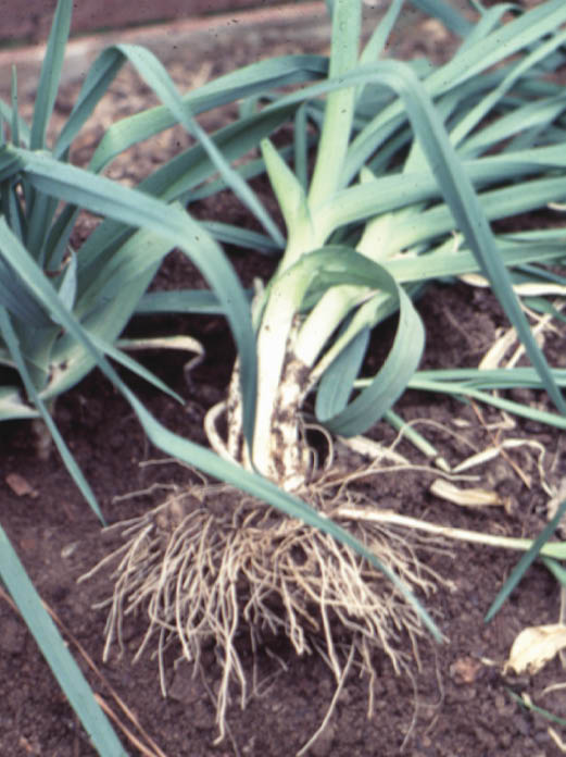04_Leek_02jpg