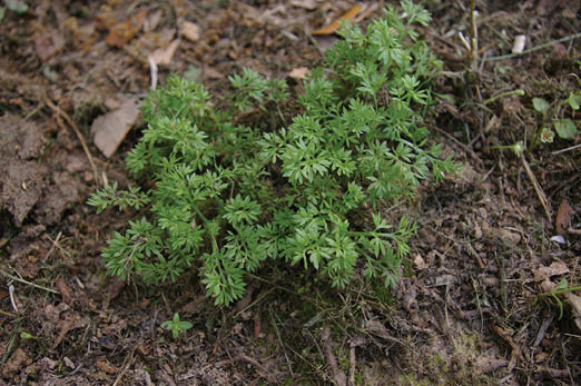 Plant with fine textured foliage that will eventually develop spiny seed heads