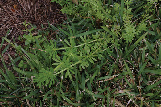 A light green plant with long stems with thin and narrow leaves whorled around the stem. Beneath the catchweed bedstraw is a dark green turfgrass.