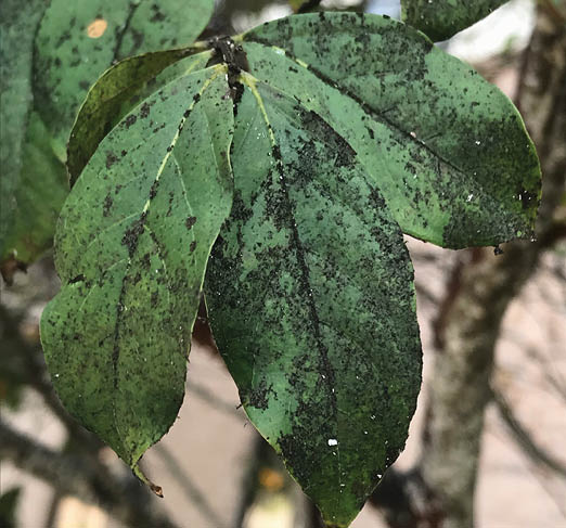 Black film on crape myrtle leaf's surface. The black film is thicker in places and thinner in others. This is called sooty mold.
