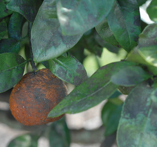 Black film on citrus leaves and a citrus fruit.