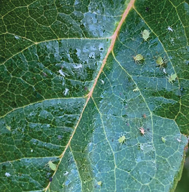 Close up of a rose leaf with a shiny liquid on the leaf's surface. This liquid is called honeydew. There are several tiny bodied aphid insects on the leaf's surface.