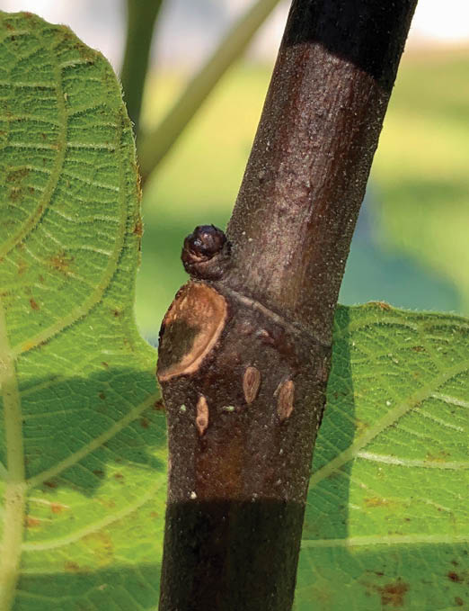 Fig stems with large leaves in the background. A secondary stem branches off to the left at a wide angle.