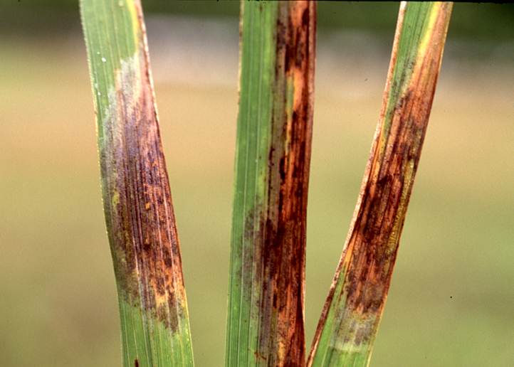 Chevron Leaf Scald Symptoms