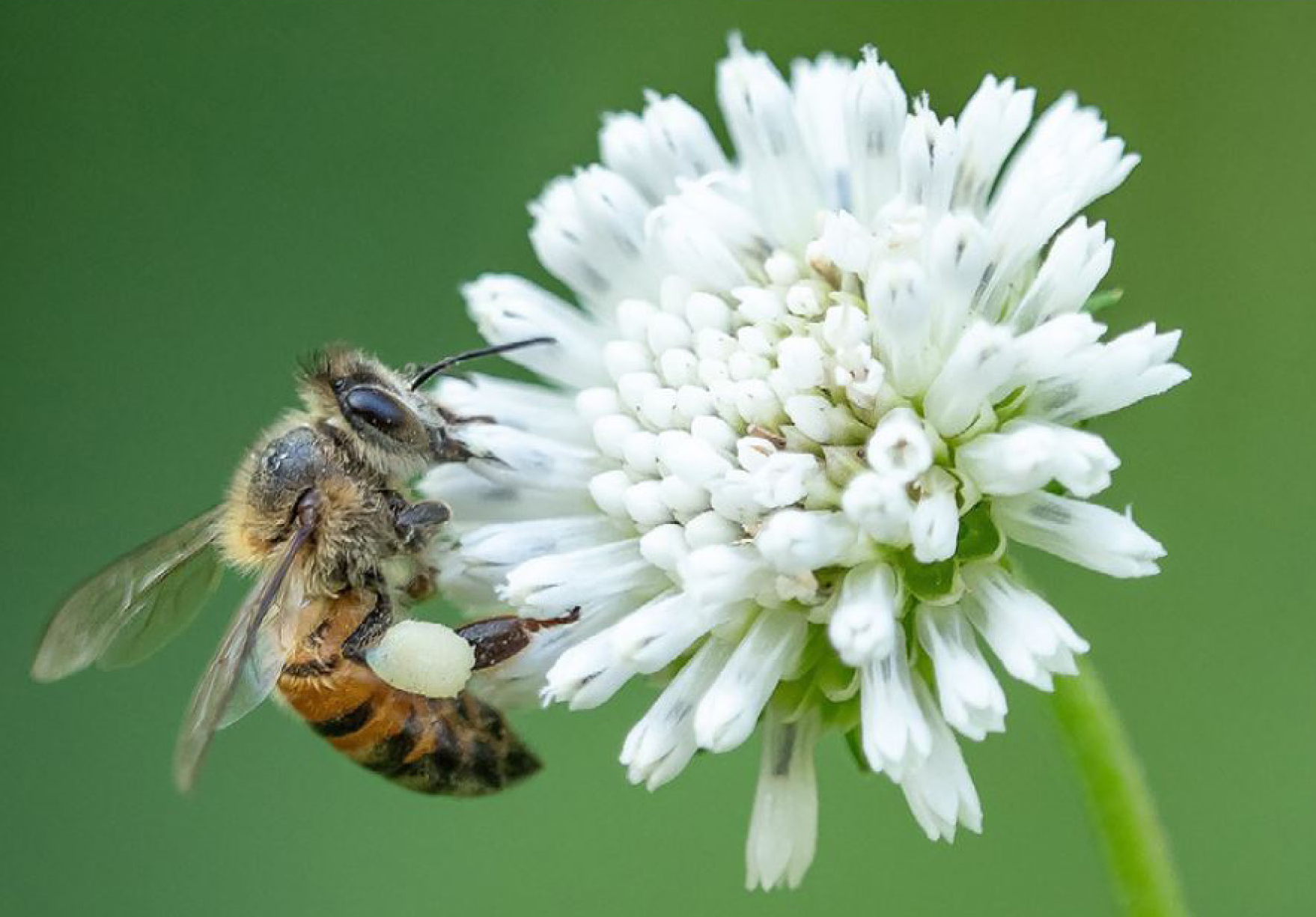 4-H Virtual Recess: Don't Bug Me! The Experiment