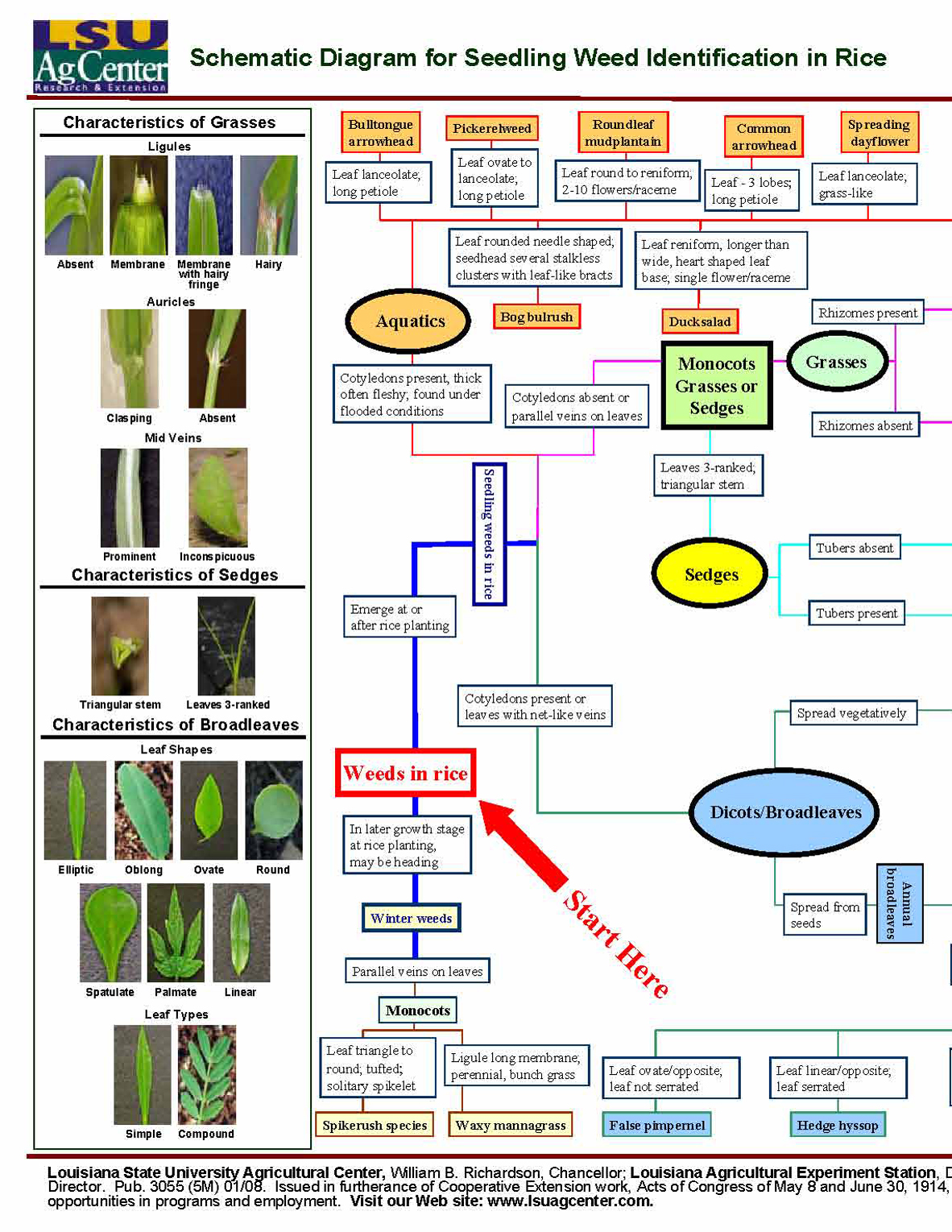 Schematic Diagram for Seedling Weed Identification in Rice