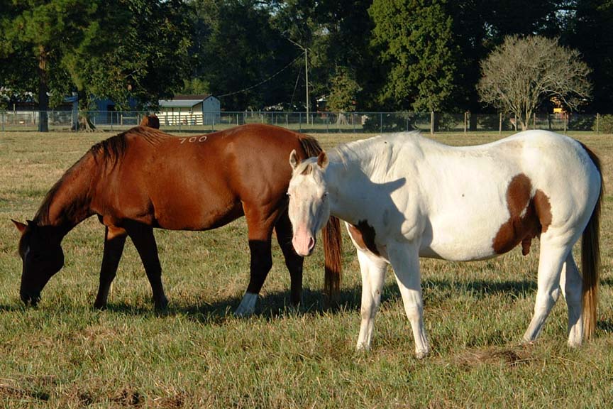 Manure Management for Horse Owners