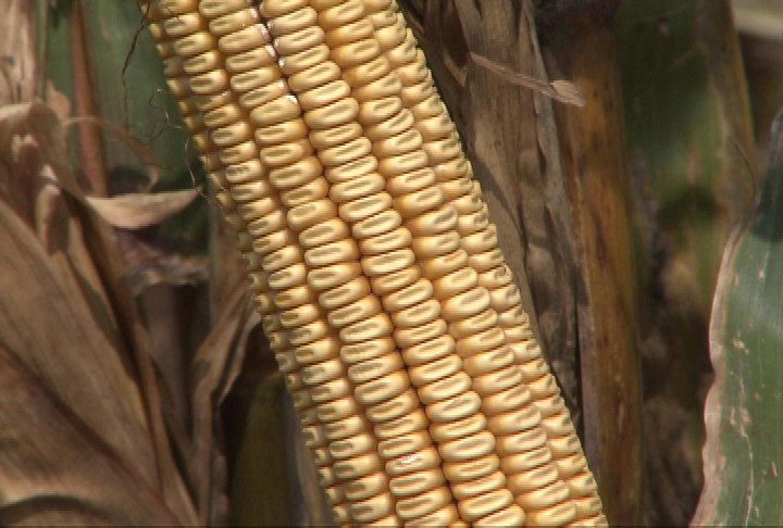 La. corn farmers have great season