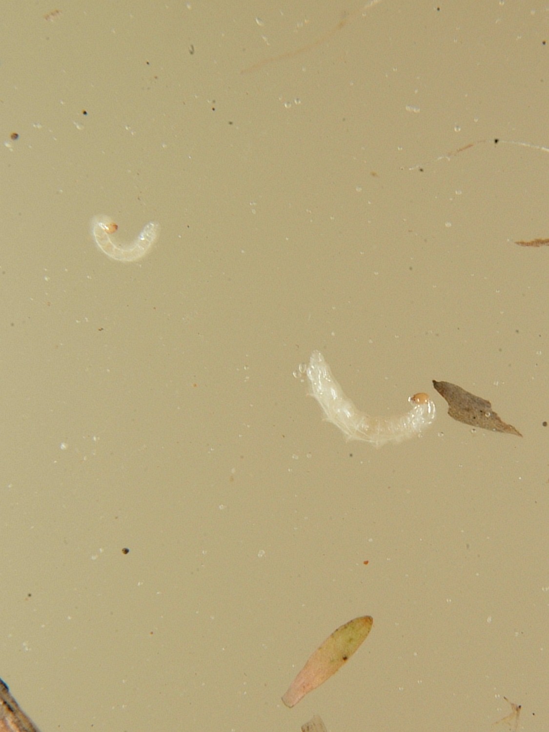 Rice Water Weevil Larvae 3