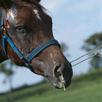 Strangles is an acute bacterial upper respiratory disease that can affect horses of any breed, sex, 