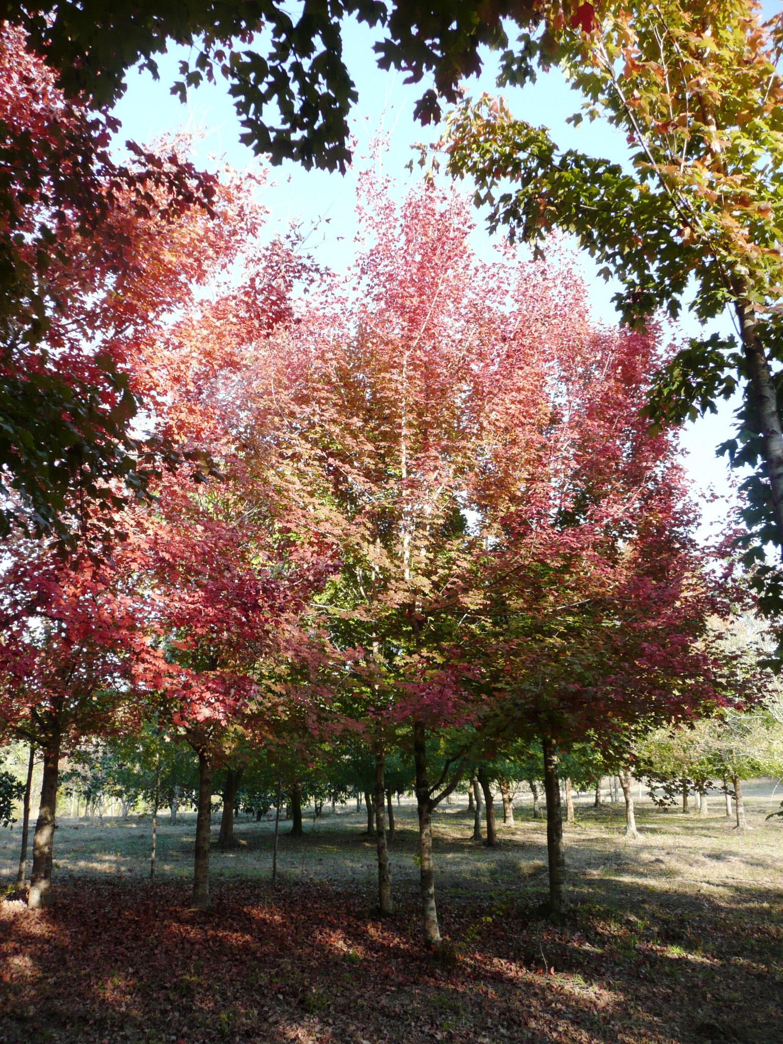 Trees benefit from fertilizer 