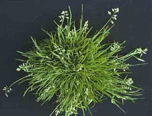 War on Winter Weeds