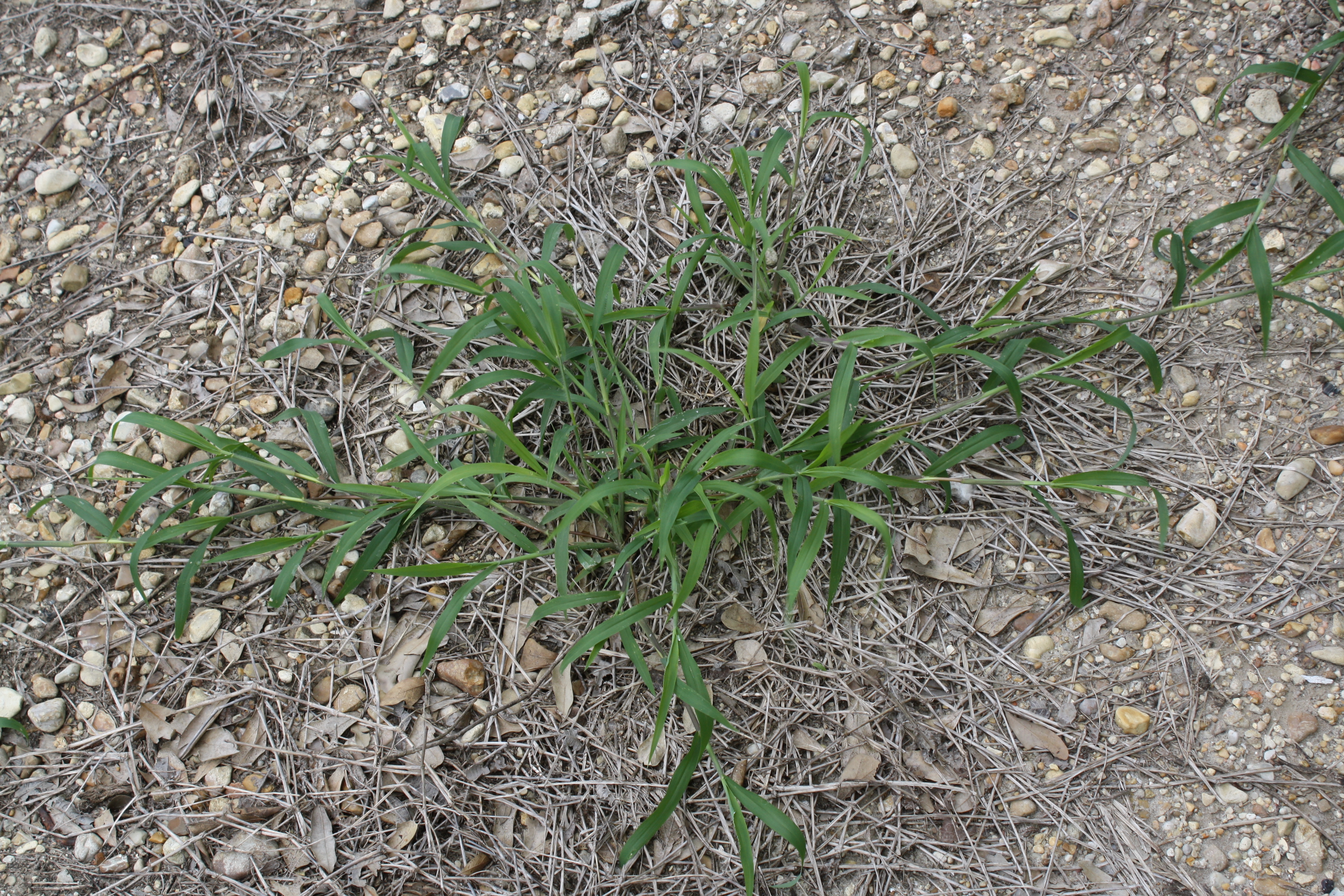 picture of crabgrass