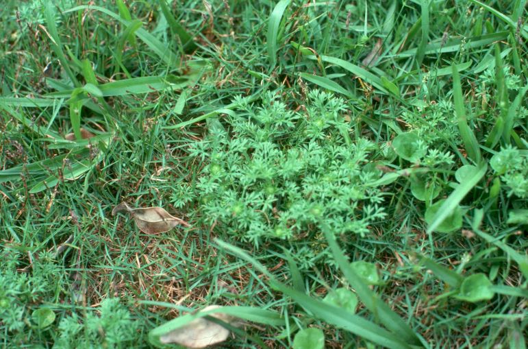 burweed