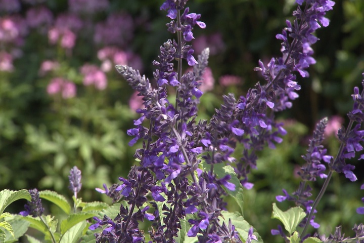 Add salvia for intense color through summer