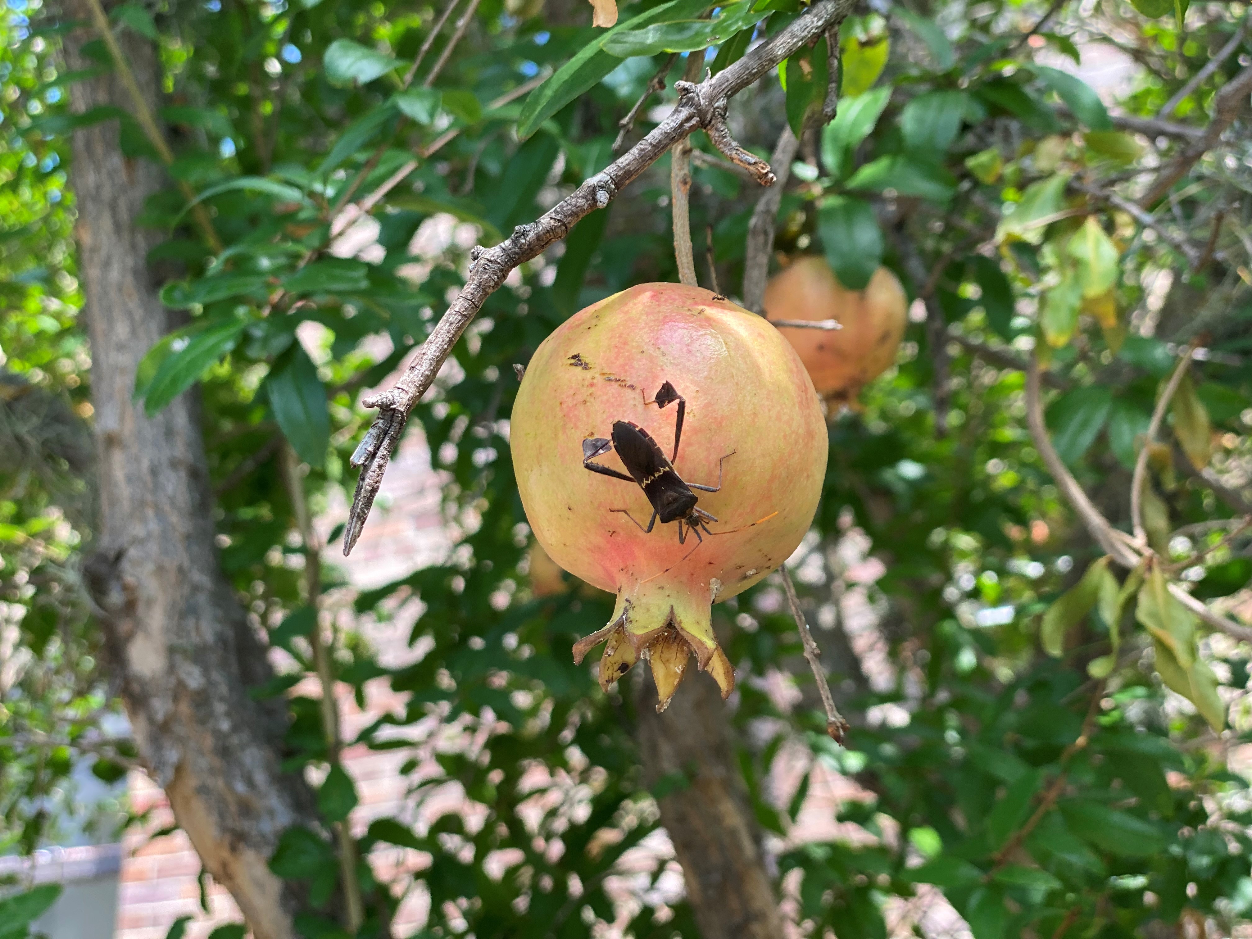 Stink bug on pomegranate fruit on tree.