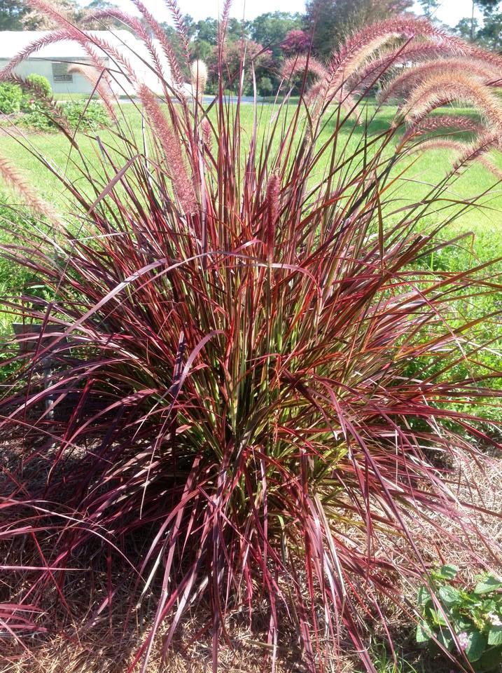 Fireworks Pennisetum – Ornamental Plant of the Week for April 27, 2015
