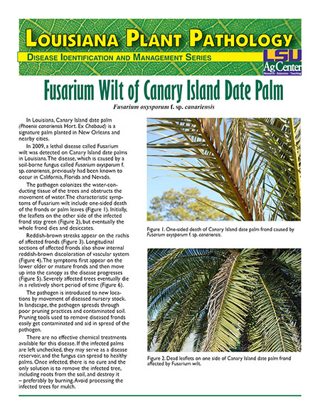 Fusarium Wilt of Canary Island Date Palm