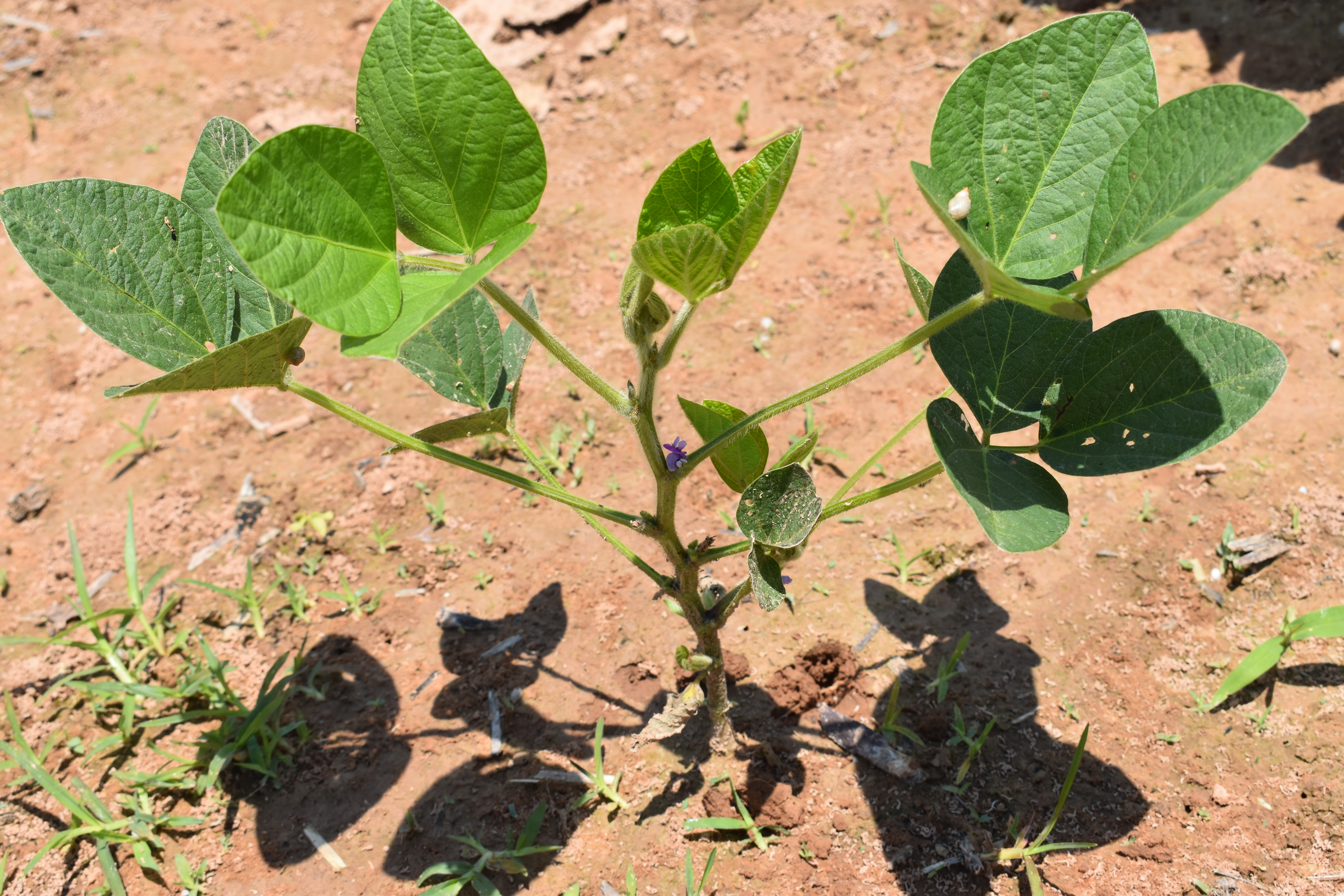 LA Soybean June Update: Early Flowering in April Planting Dates