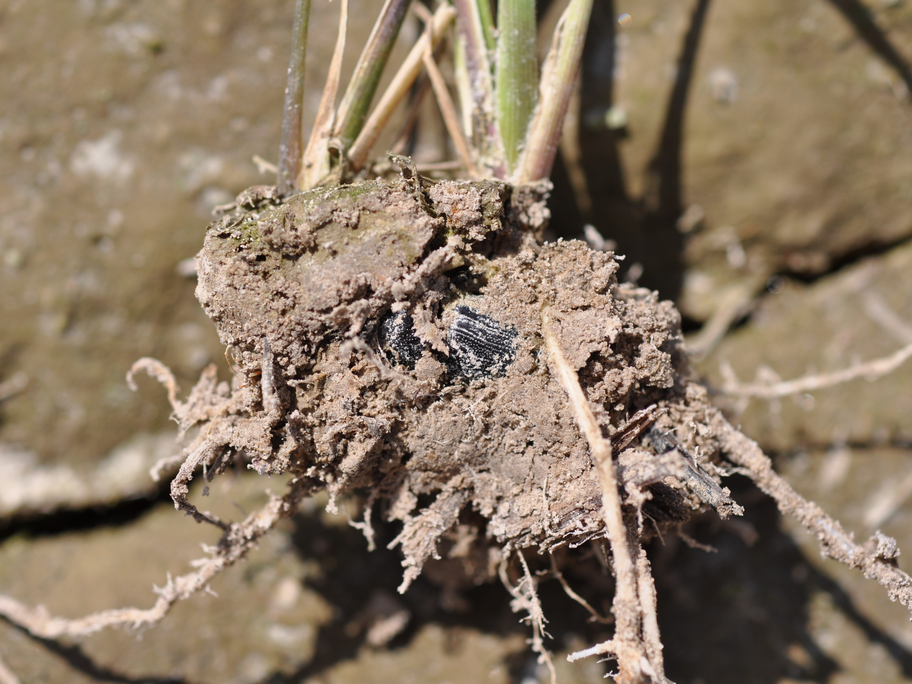 Sugarcane Beetle in the Soil