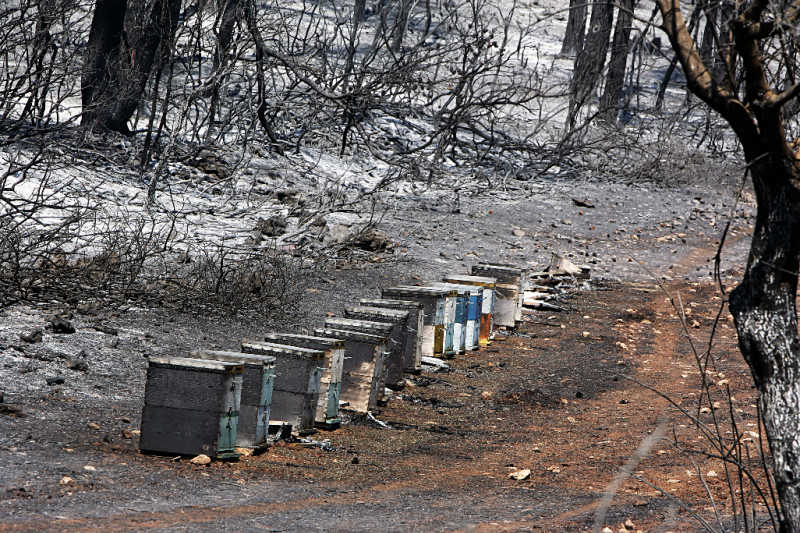 8.30_fig_3_beeyard_lost_to_wildfire.jpg thumbnail