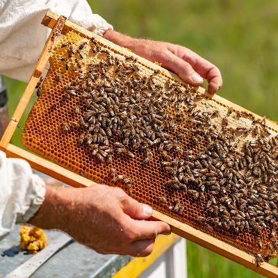 Beehive Buzz: Honey Bees & Drought & Wildfires