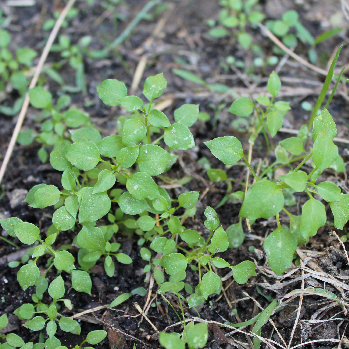 Chickweedpng