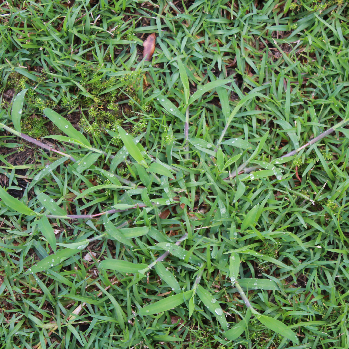 Crabgrasspng