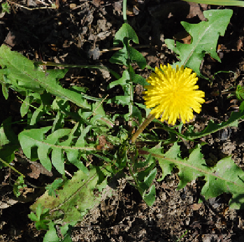Dandelionpng