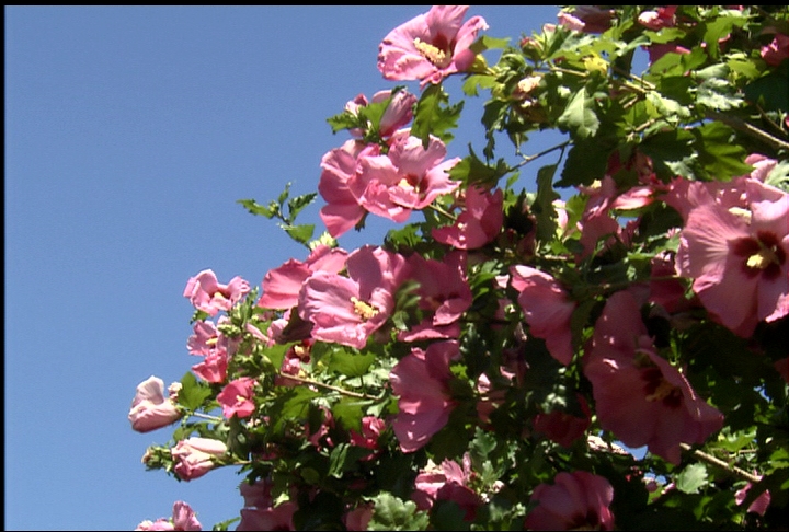 Rose of Sharon Aphrodite blooms bigger lasts longer