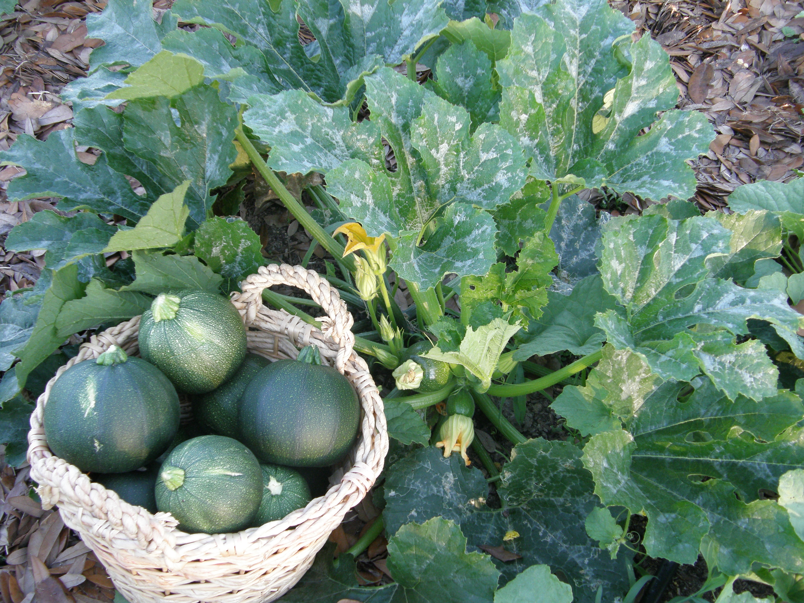 Harvest Vegetables at the Proper Time