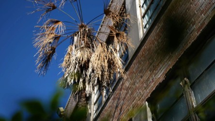 Get It Growing: Freeze or disease damage on palm trees?