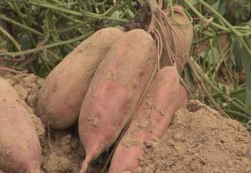 Farmers get average crop during sweet potato harvest