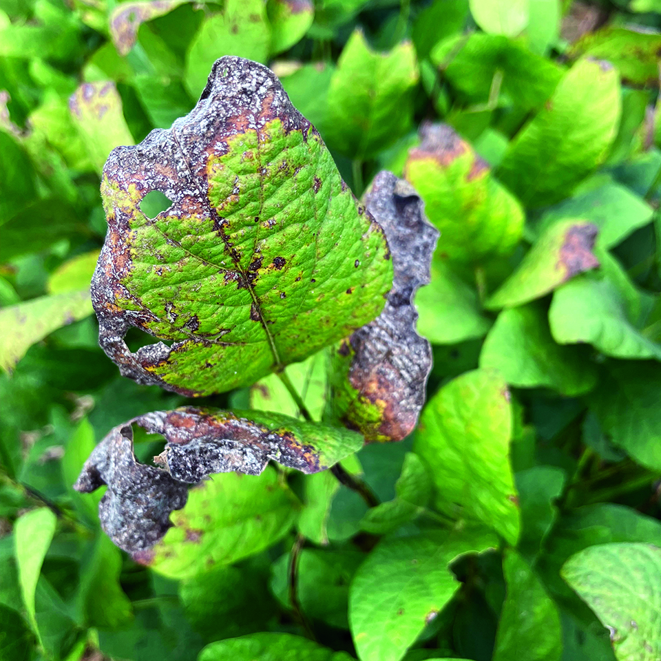 Cercospora leaf blight studies show promise after years of scientific work