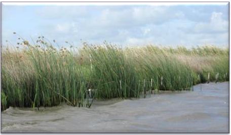 California bulrush