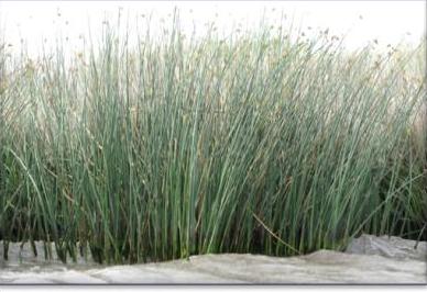 California bulrush