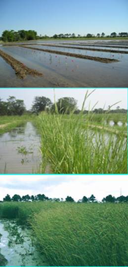 EXPIRED--Coastal Plant Research at the Rice Research Station