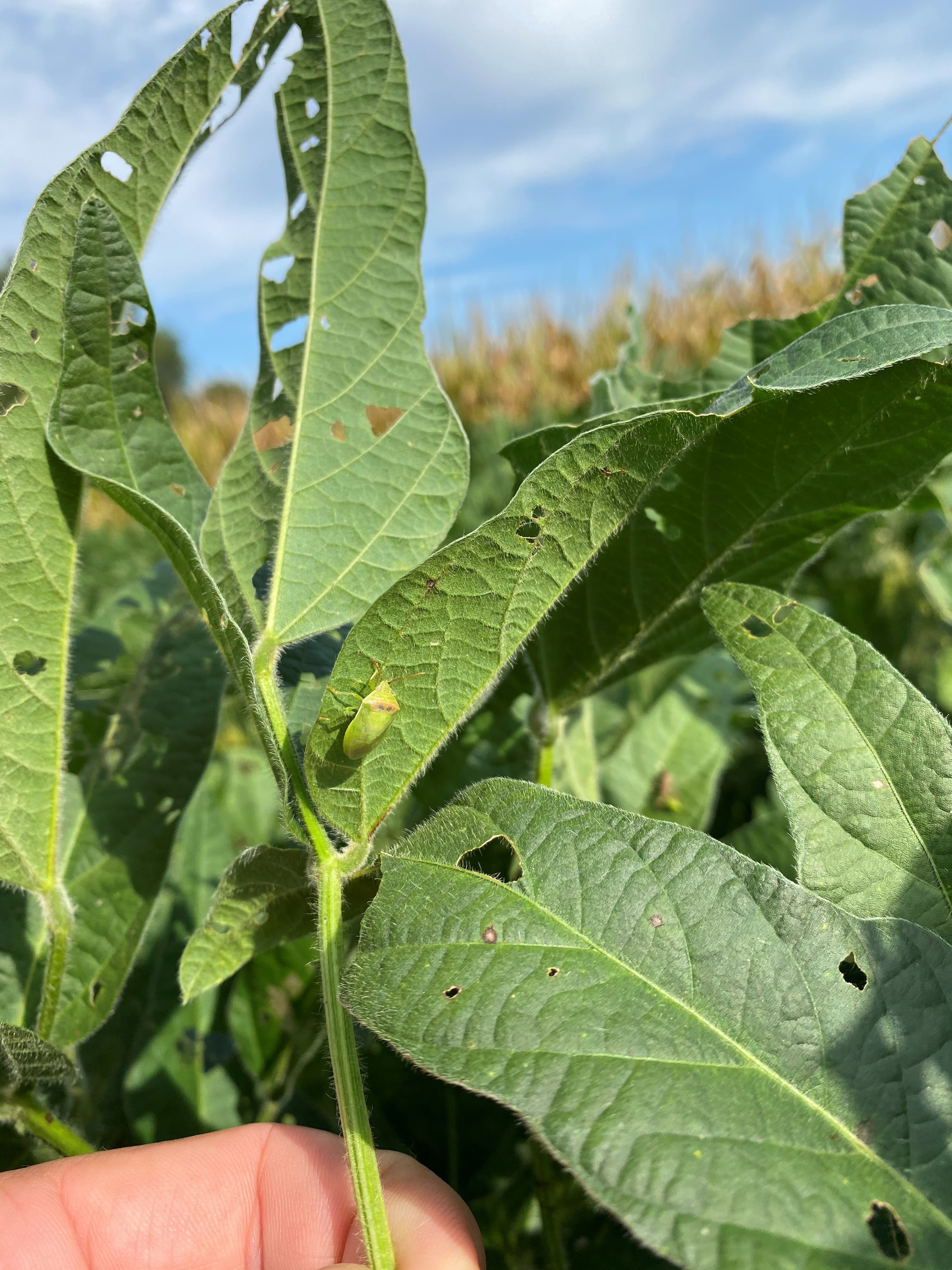 ‘We can really take a hit’ from redbanded stink bugs, researcher says