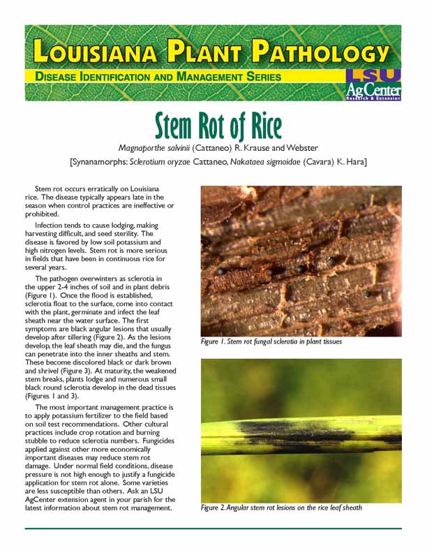 Stem Rot