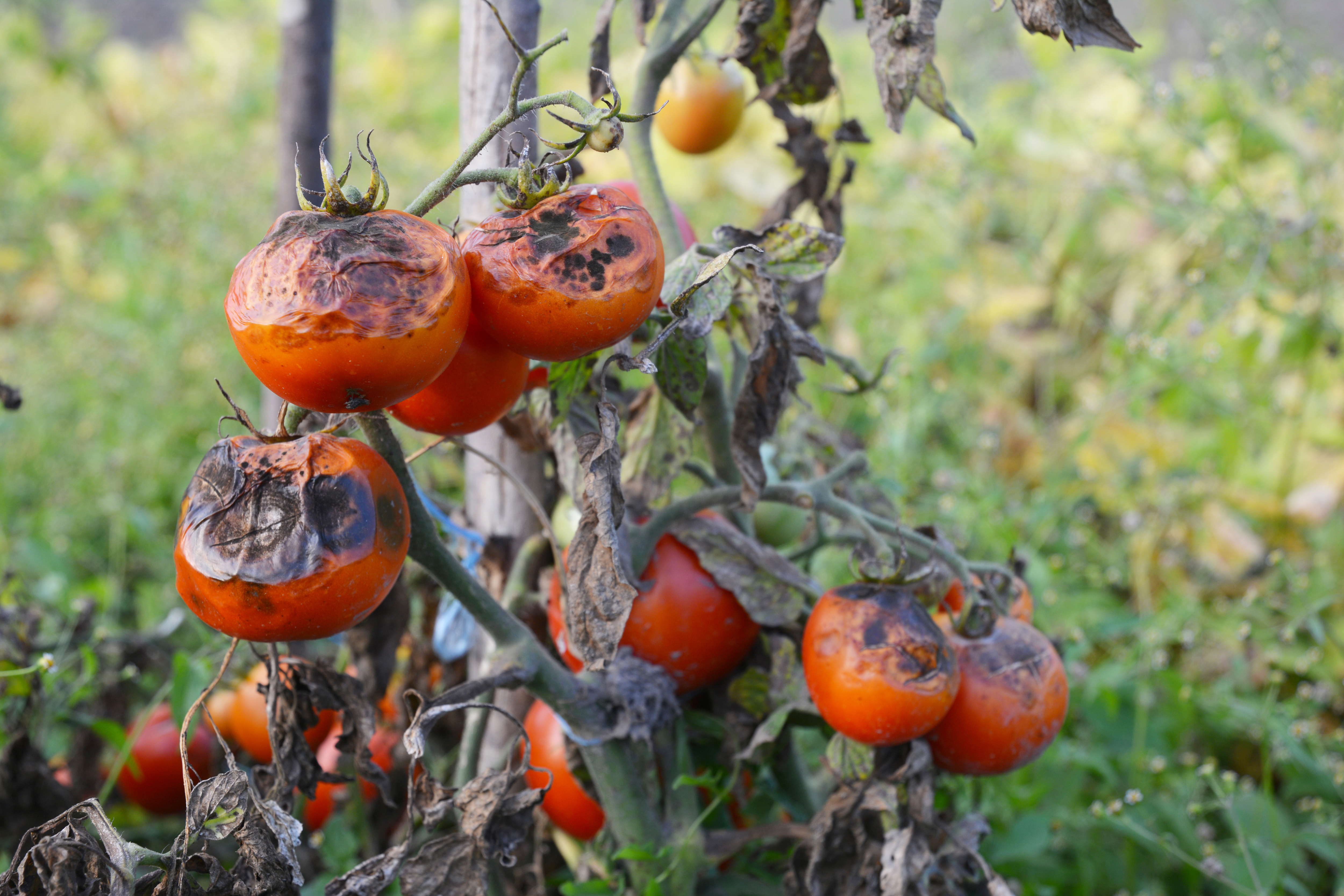 ​Preparing Your Summer Garden for Fall Success