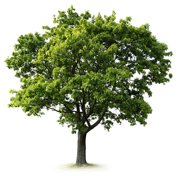 Tree Planting