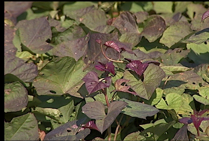 Sweet potato acreage remains stable