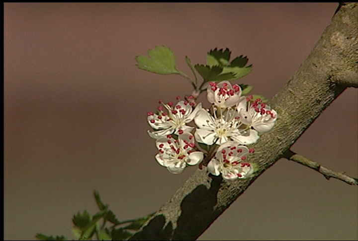 Parsley hawthorn is adaptable small tree