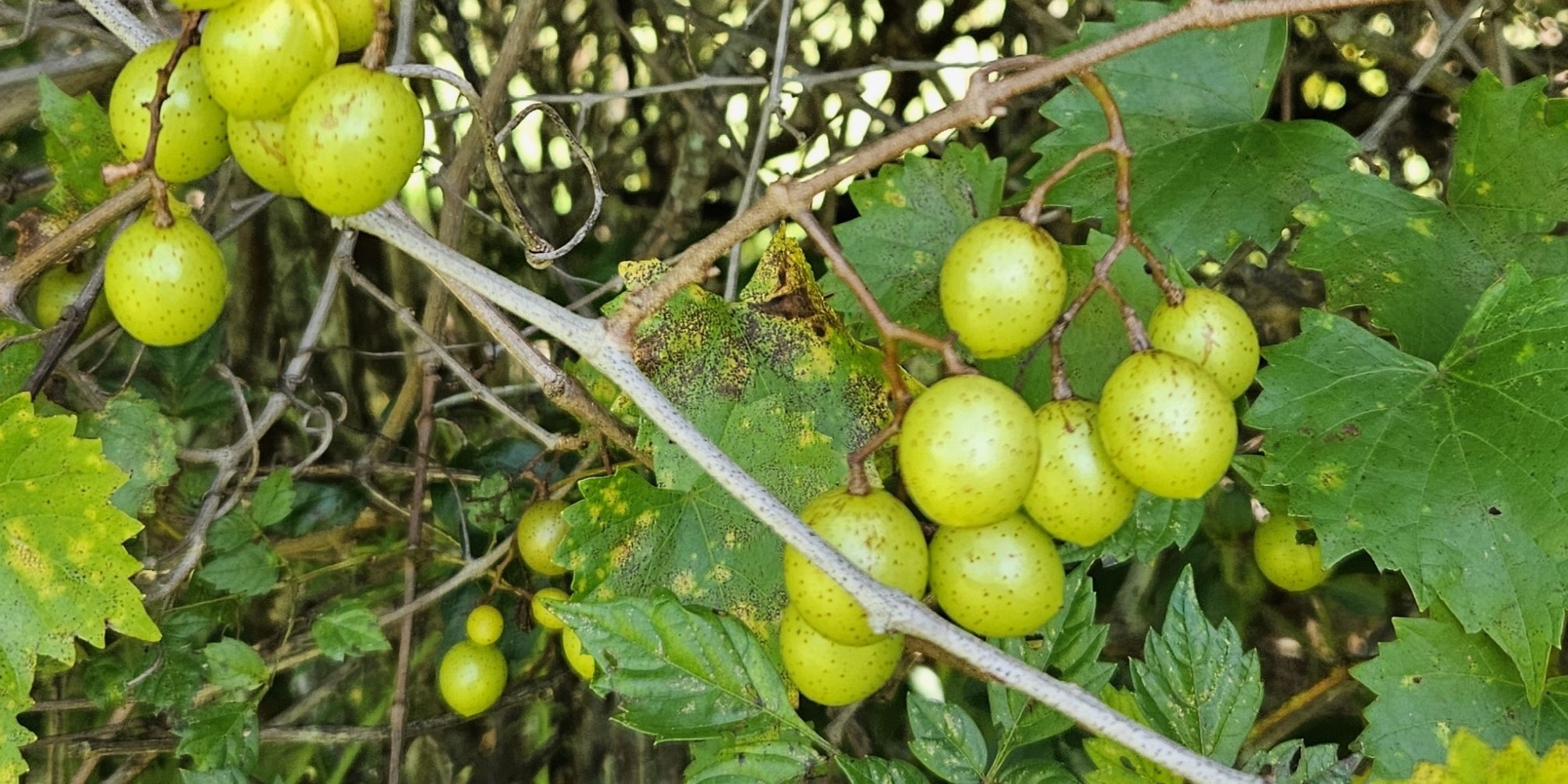 Native Grapes: Muscadines and More
