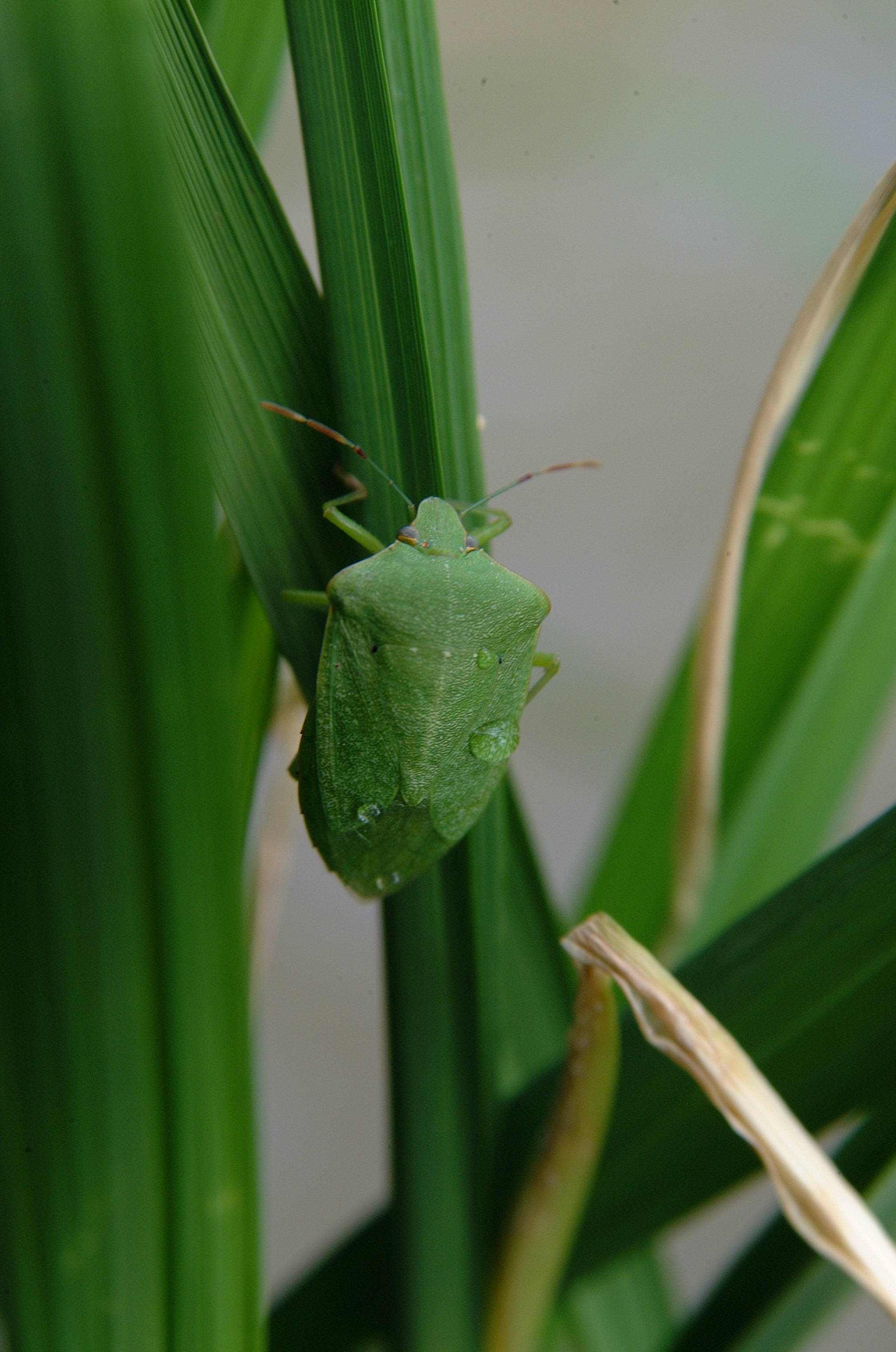 Southern Green Stink Bug Adult 2