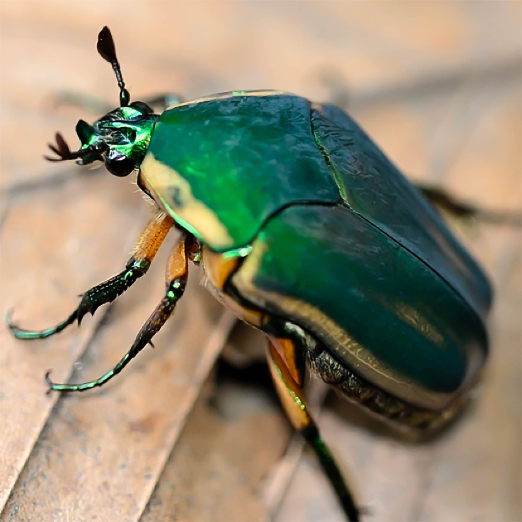 Cotinis nitida, the Green June Beetle (Coleoptera: Scarabaeidae) 