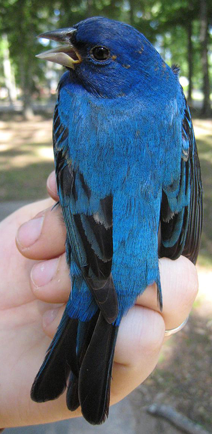 Indigo Bunting