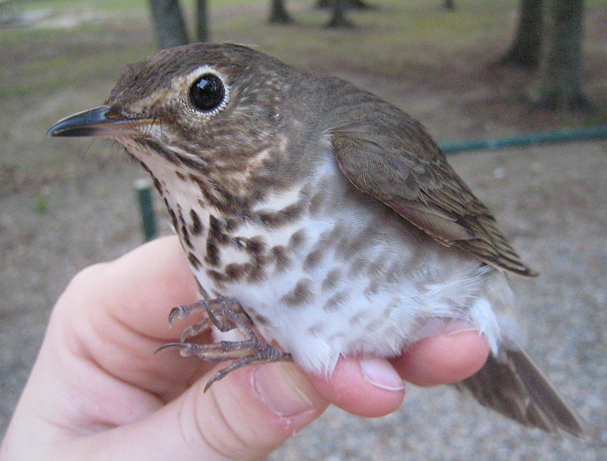 Swainson's Thrush