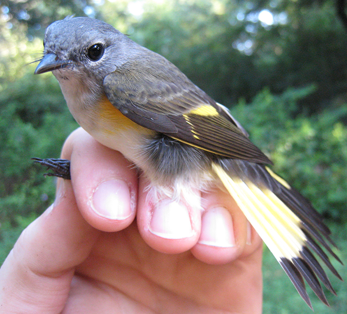 American Redstart
